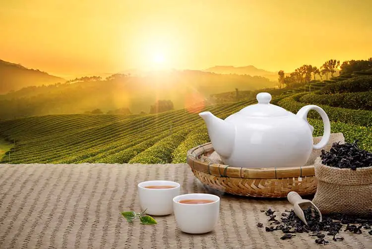 Warme tasse tee mit teekanne, grünen teeblättern und getrockneten kräutern auf der bambusmatte am morgen im plantagenhintergrund mit leerem raum, bioprodukt aus der natur für gesundes mit traditionellem