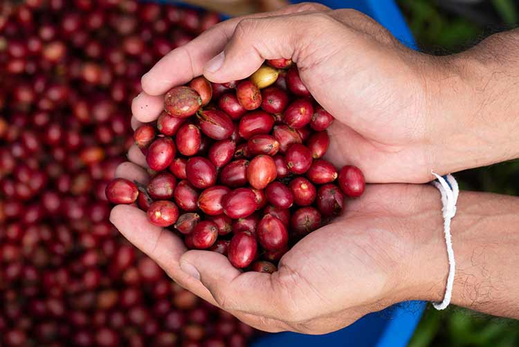 Kaffeebauer pflückt reife robusta-kaffeebeeren für die ernte.