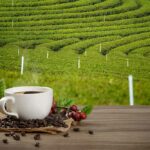 Heiße kaffeetasse mit frischen organischen roten kaffeebohnen und kaffeeröstungen auf dem holztisch und dem plantagenhintergrund mit kopienraum für ihren text.
