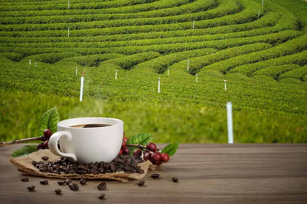 Heiße kaffeetasse mit frischen organischen roten kaffeebohnen und kaffeeröstungen auf dem holztisch und dem plantagenhintergrund mit kopienraum für ihren text.