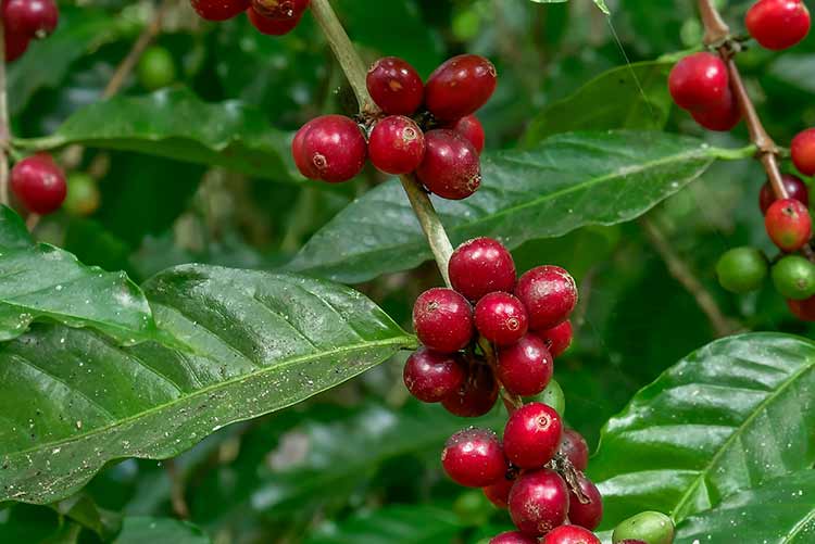 Reifung der kaffeebohnen, frischer kaffee, zweig der roten beeren, industrielandwirtschaft auf baum im norden von thailand