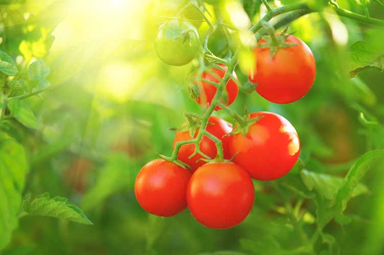 Tomate. frische und reife bio-cherry-tomaten, die in einem garten wachsen. tomate, die an einem ast hängt. landwirtschaft