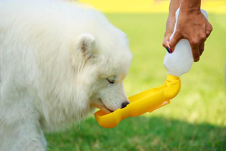 Samoyed-hund trinkt wasser aus einer trinkschale