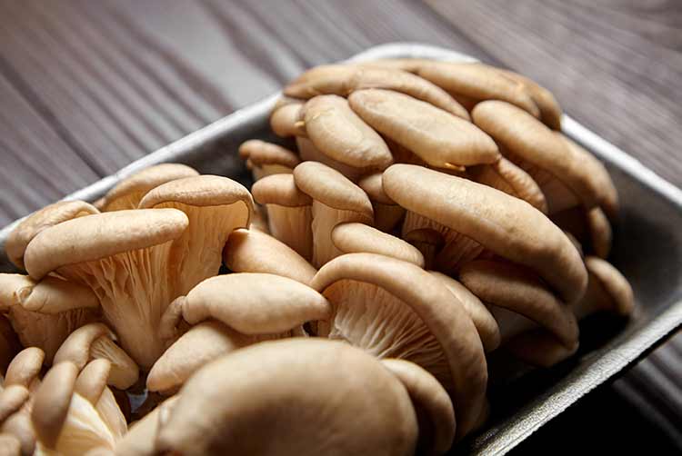 Austernpilze in grauem tablett auf holzhintergrund. ungekochte essbare pilze auf braunem tisch, nahaufnahme
