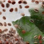 Hintergrund von grünen blättern von kaffee und grünen kaffeebohnen im eiswürfel mit luftblasen. flaches lay-konzept für sommerkaffee