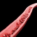 3d-rendering rote und weiße blutkörperchen in der vene