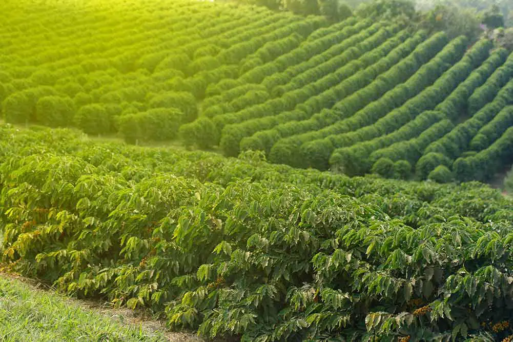 Sehen sie farm mit kaffeeplantage an. landwirtschaft. kaffeeernte mit gelben körnern, grünem laub und blauem himmel.