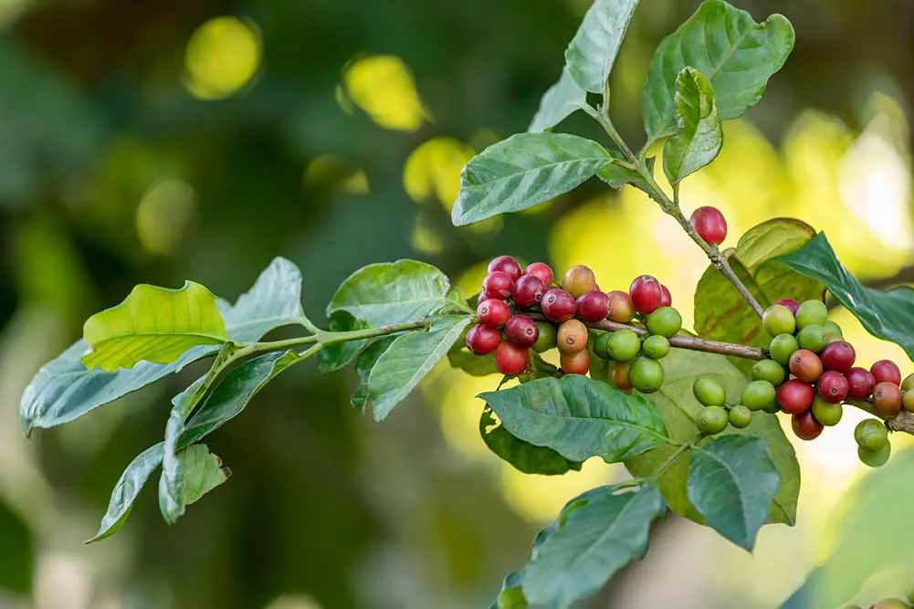 Nahaufnahme einer gruppe reifer kaffeebeeren, die auf kaffeebaumzweigen auf der plantage rot werden