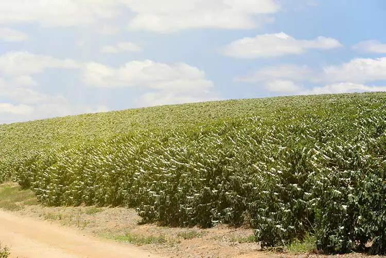 Kaffeeplantage mit blüte auf einer farm in brasilien - blick auf eine farm mit kaffeeplantagenanbau in brasilien