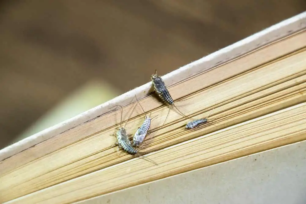 Insektenfütterung auf papier - silberfischchen. schädlingsbücher und zeitungen. lepismatidae, thermobia domestica.
