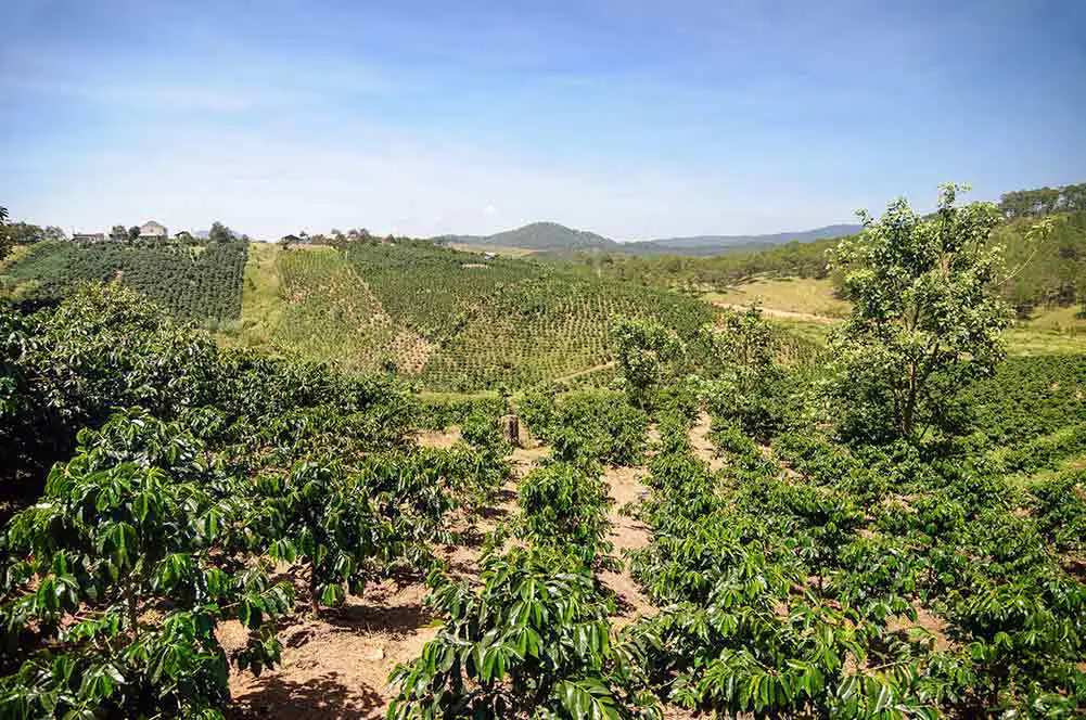 Kaffeebäume auf einer plantage in der provinz lam dong, vietnam.