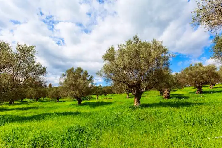 Olivenbäume frühlingsgarten und bewölkter himmel, griechenland, peloponnes