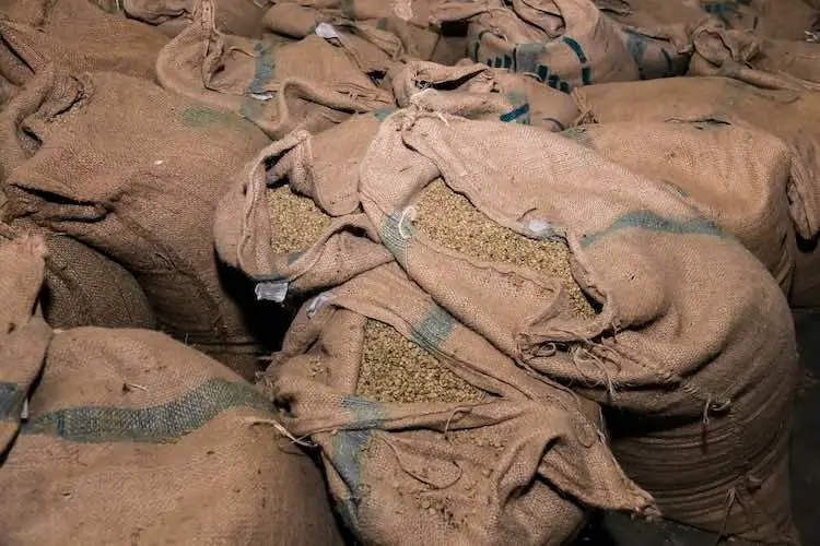 Große säcke mit rohen kaffeebohnen, sortierung und verarbeitung von kaffeebohnen in einer fabrik