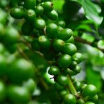 Nahaufnahme von grünen kaffeebohnen auf einem zweig des kaffeebaums, zweig eines kaffeebaums mit unreifen früchten