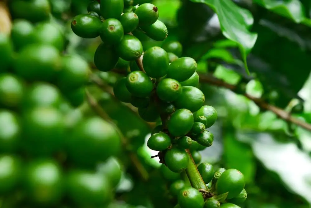 Nahaufnahme von grünen kaffeebohnen auf einem zweig des kaffeebaums, zweig eines kaffeebaums mit unreifen früchten
