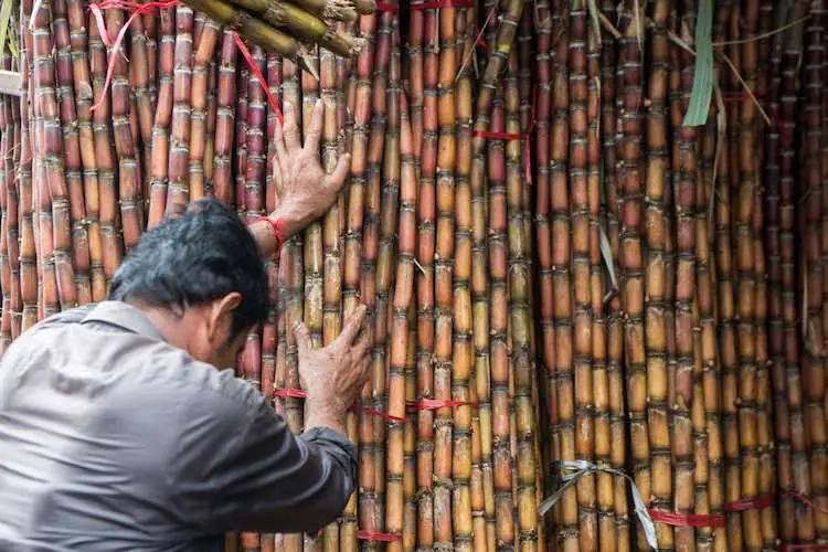 Zuckerrohr auf dem lebensmittelmarkt auf dem kandal-markt oder psar-kandal-markt in der stadt phnom penh in kambodscha. kambodscha, phnom penh, november 2017,