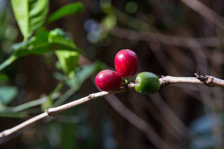 Costa rica rote und grüne kaffeebohnen