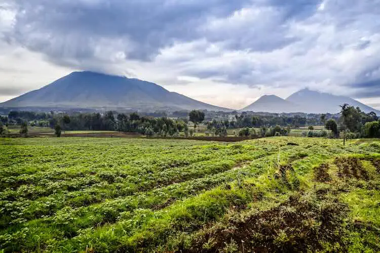 Nationalparklandschaft des virunga-vulkans mit grünen ackerlandfeldern im vordergrund, ruanda