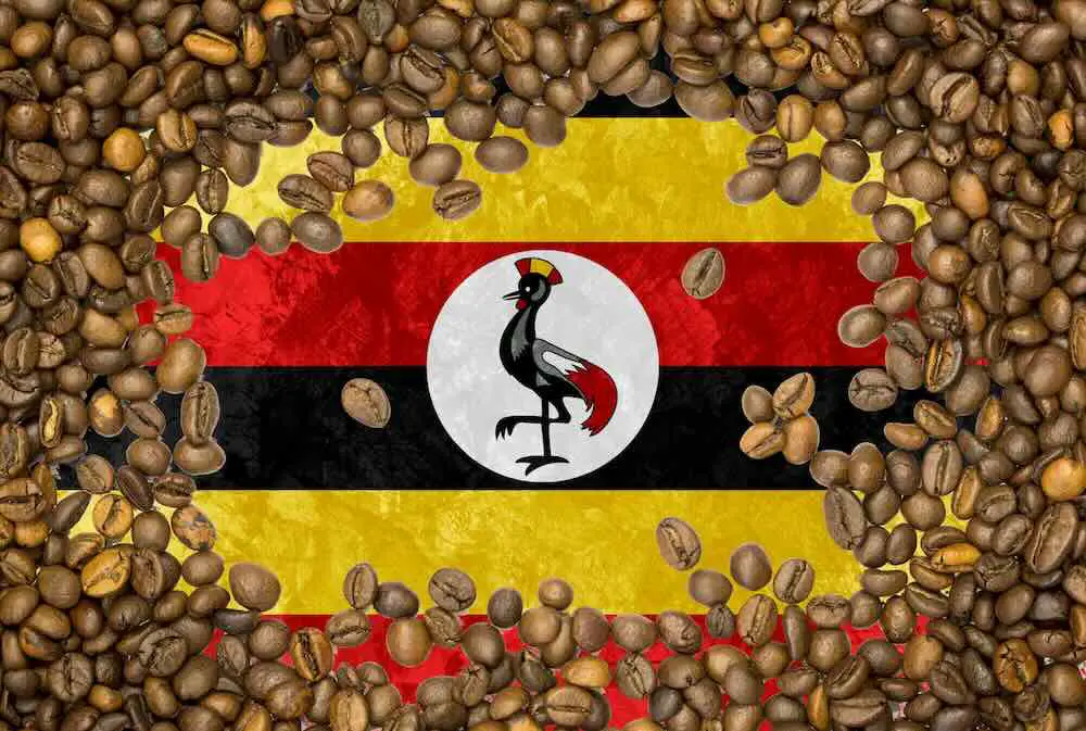 Nationalflagge von uganda unter einem hintergrund von gebratenen braunen kaffeebohnen